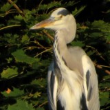 1609F 103 Spree und Havel